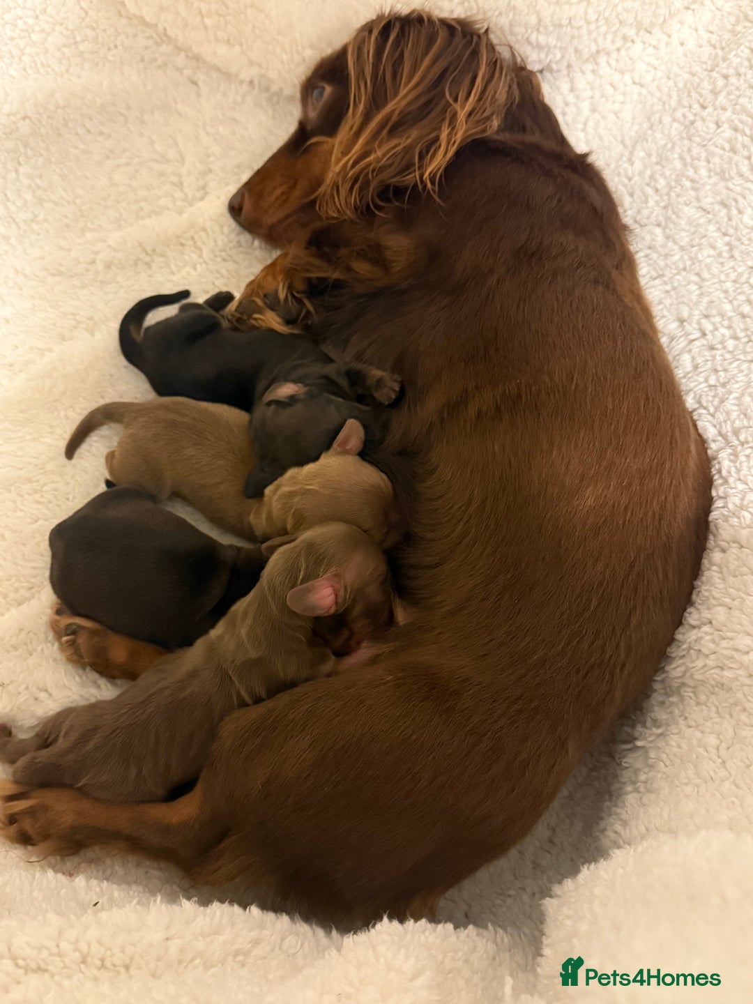 Miniature Dachshund dogs for sale: Long haired miniature dachshund litter  - Image 6