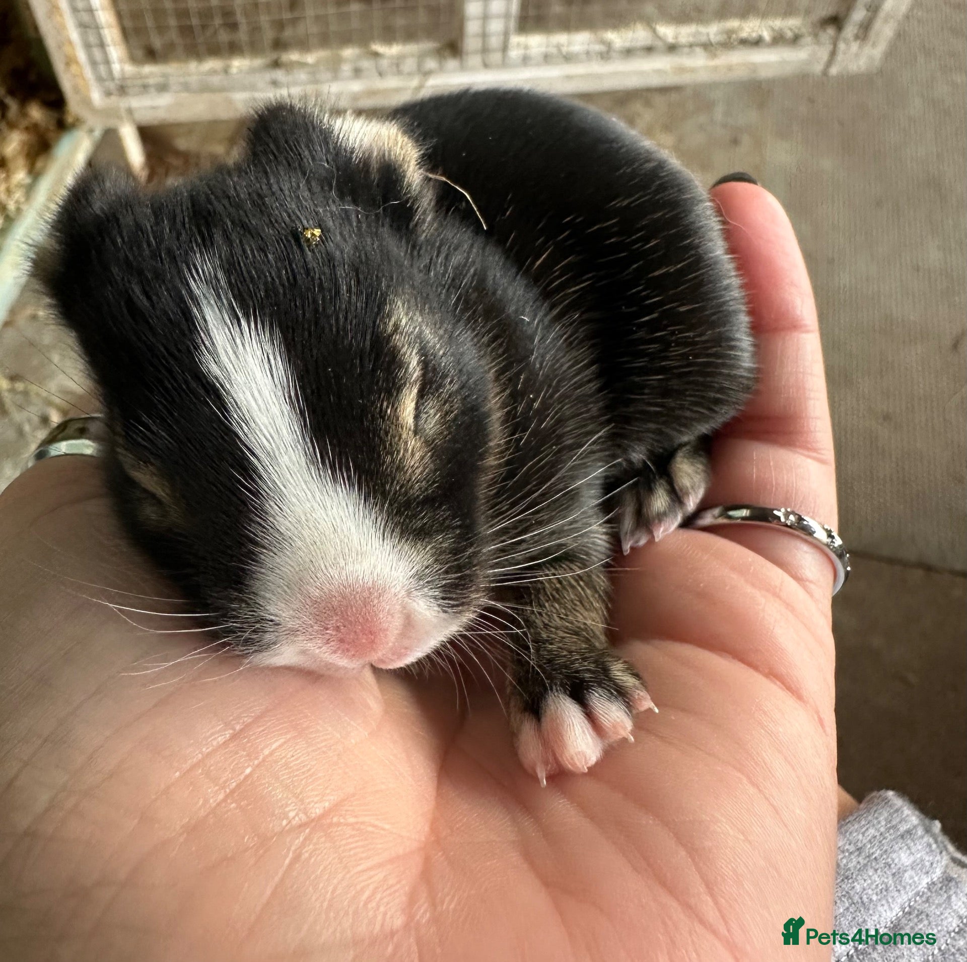 Rex rabbits for sale: Beautiful Baby Rex Bunny Ready 14/09 - Advert 3