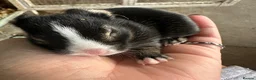 Rex rabbits for sale: Beautiful Baby Rex Bunny Ready 14/09 - Advert 1