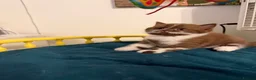 British Shorthair cats for sale: BSH kittens TICA registered 💙🩷 - Advert 8