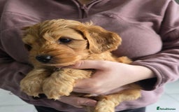 Cockapoo dogs for sale: F1B Red Cockapoo Pups - Image 2
