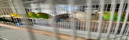 Budgerigars birds for sale: Mixed variety of Budgies For Sale - Advert 4