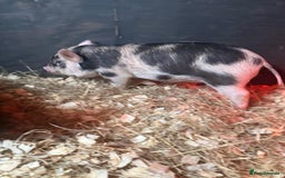 Pig livestock for sale: micro pigs - Image 3