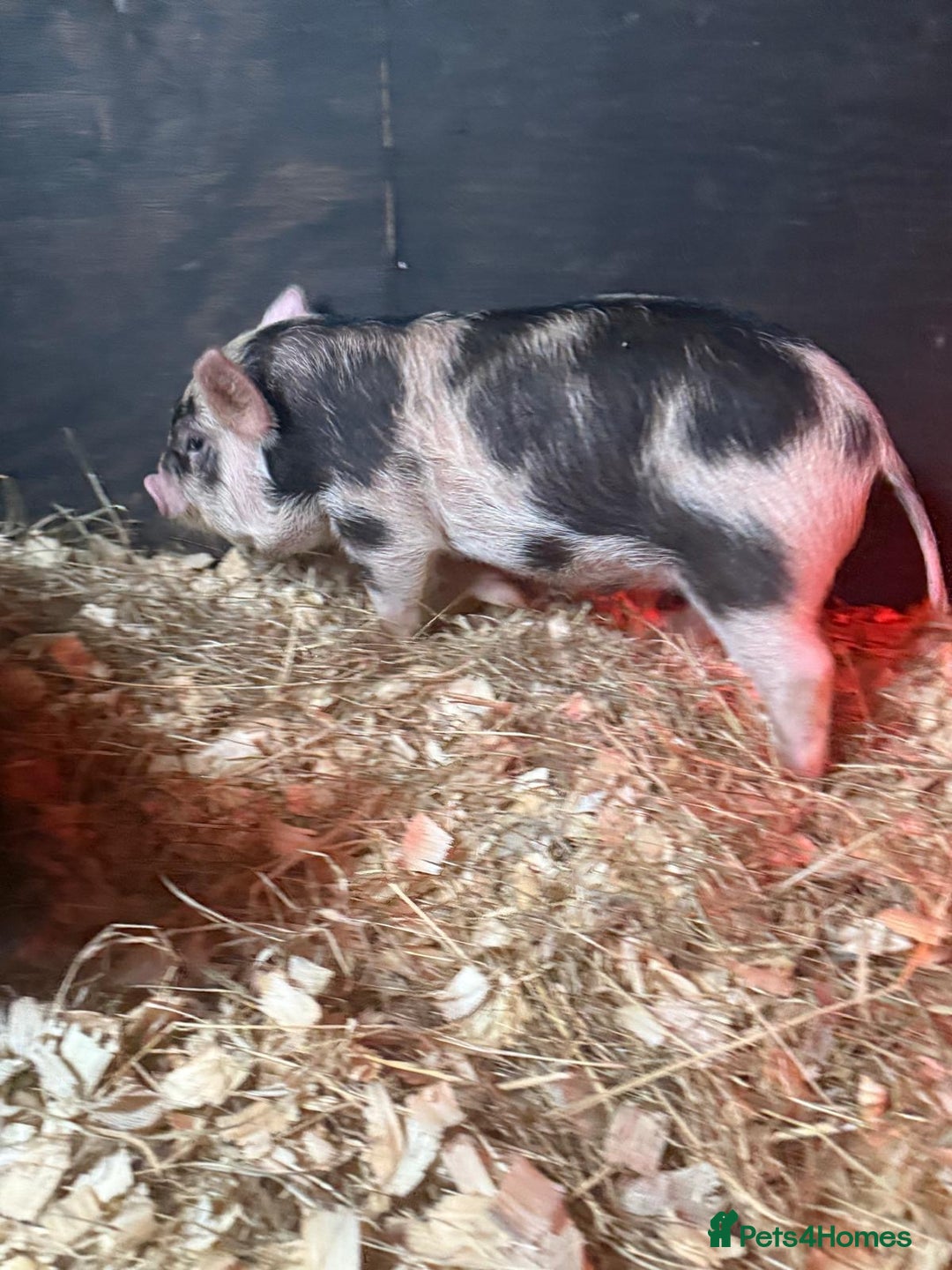 Pig livestock for sale: micro pigs - Image 3