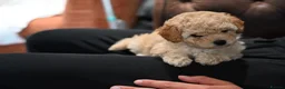 Cavapoo dogs for sale: 💙READY NOW💙  male cavapoo FHT  - Advert 12