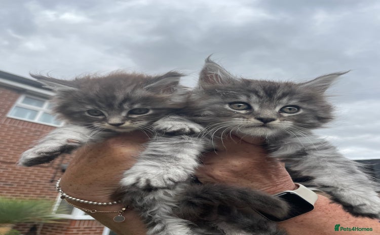 Maine Coon cats - Advert 1