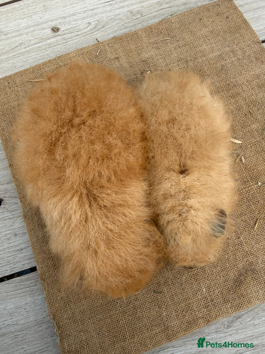 Guinea Pig rodents for sale: Pure bred Swiss baby boar guinea pigs  in Chester - Advert 9