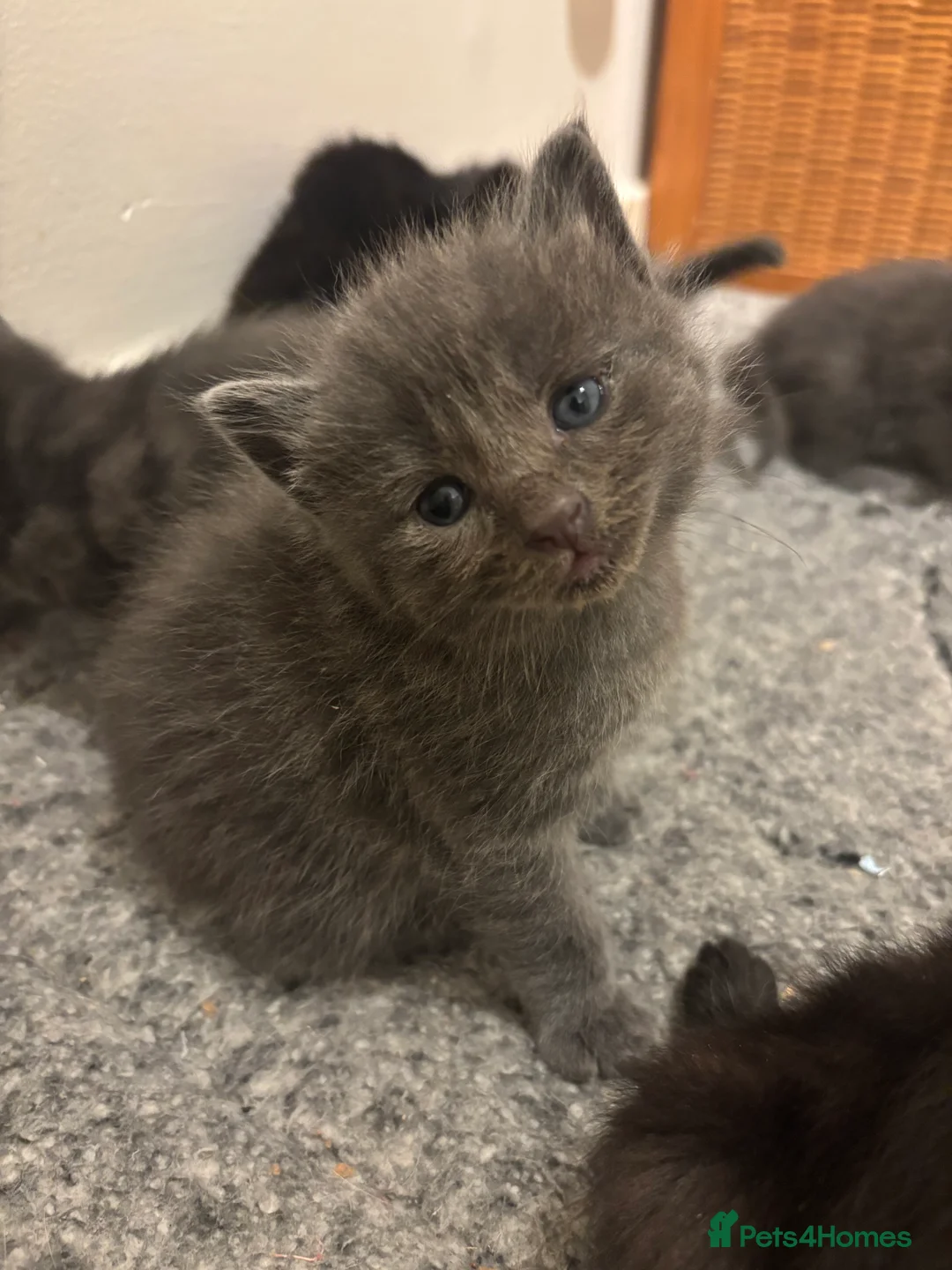 Mixed Breed cats for sale: Beautiful ragdoll x kittens  - Advert 5