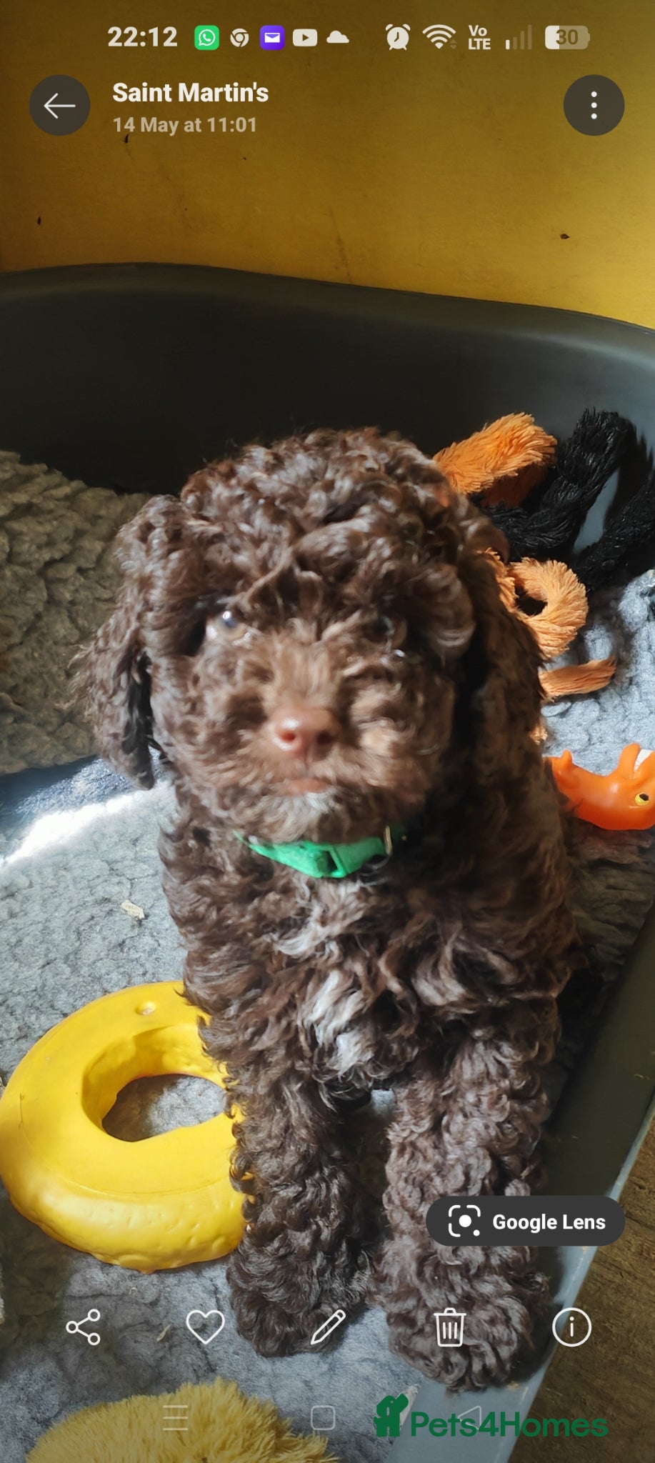 Cockapoo dogs F1bb  cockapoos PRA CLEAR - Advert 1