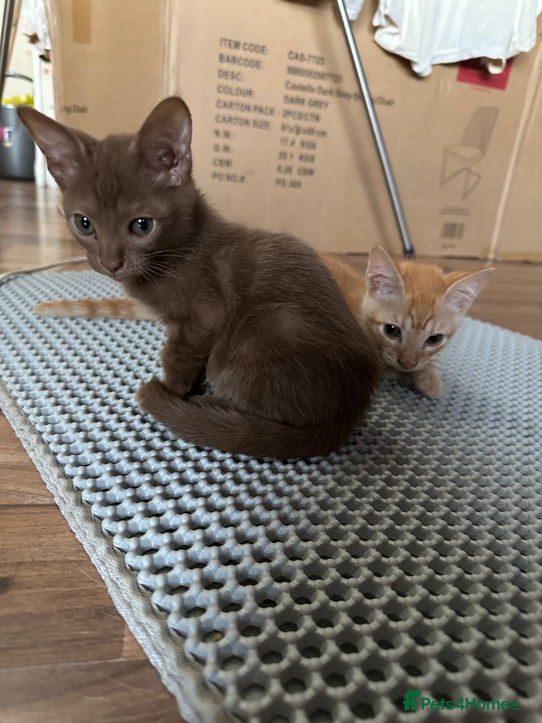 Mixed Breed cats for sale: Amazing Half Bengals !!! - Advert 10