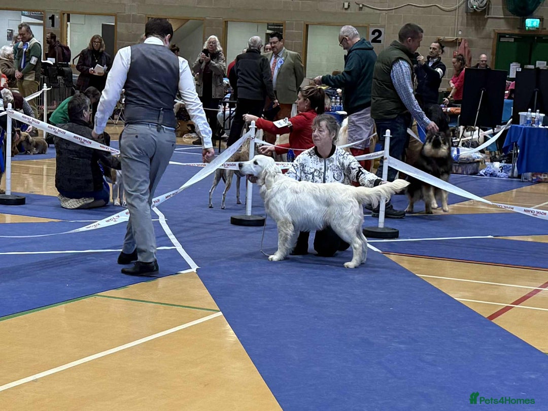 Golden Retriever dogs for sale: Stunning Golden Retriever boy.  - Advert 7