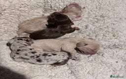 Mixed Breed dogs for sale: Adorable Daschund x spaniel pups  - Image 1