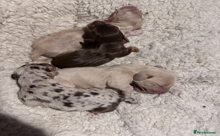 Mixed Breed dogs - Advert 12