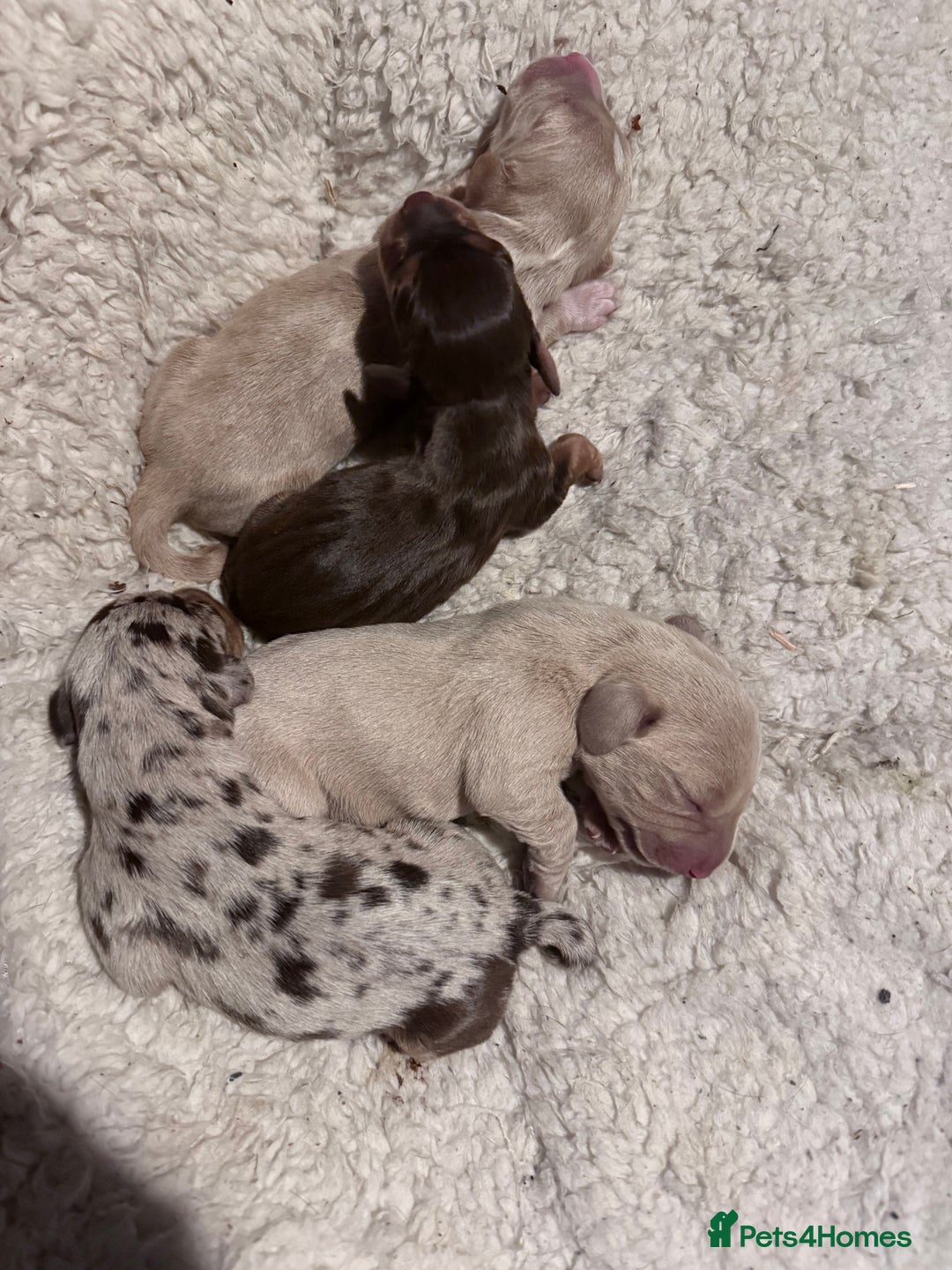 Mixed Breed dogs for sale: Adorable Daschund x spaniel pups  - Image 1