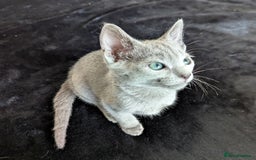 Russian Blue cats for sale: Pedigree TICA Registered kittens - Image 4