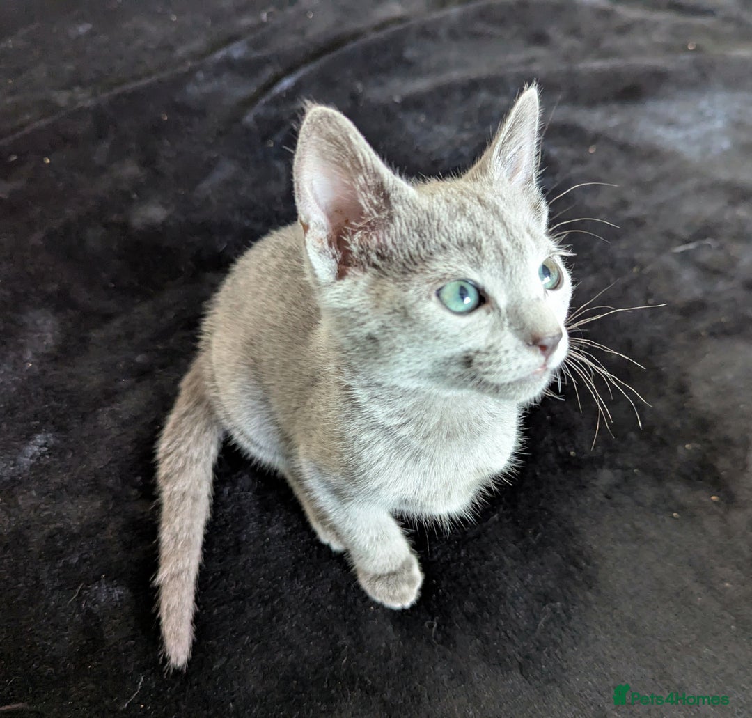 Russian Blue cats for sale: Pedigree TICA Registered kittens - Image 4