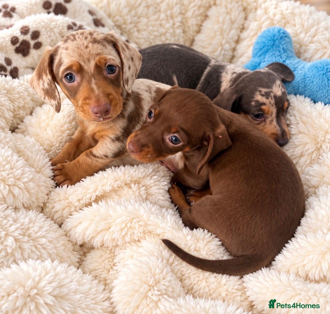 Miniature Dachshund dogs Stunning Litter - K.C Registered - Advert 2