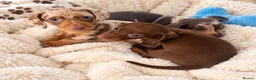 Miniature Dachshund dogs for sale: Stunning Litter - K.C Registered in Bishop's Stortford - Advert 2