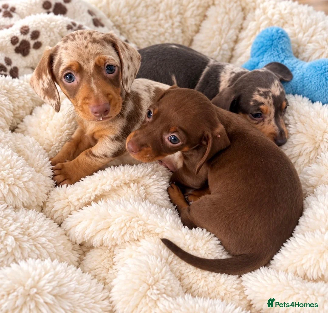 Miniature Dachshund dogs for sale: Stunning Litter - K.C Registered in Bishop's Stortford - Advert 2
