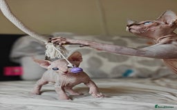 Sphynx cats for sale: Pedigree Sphynx Kitten in Bedford - Image 13