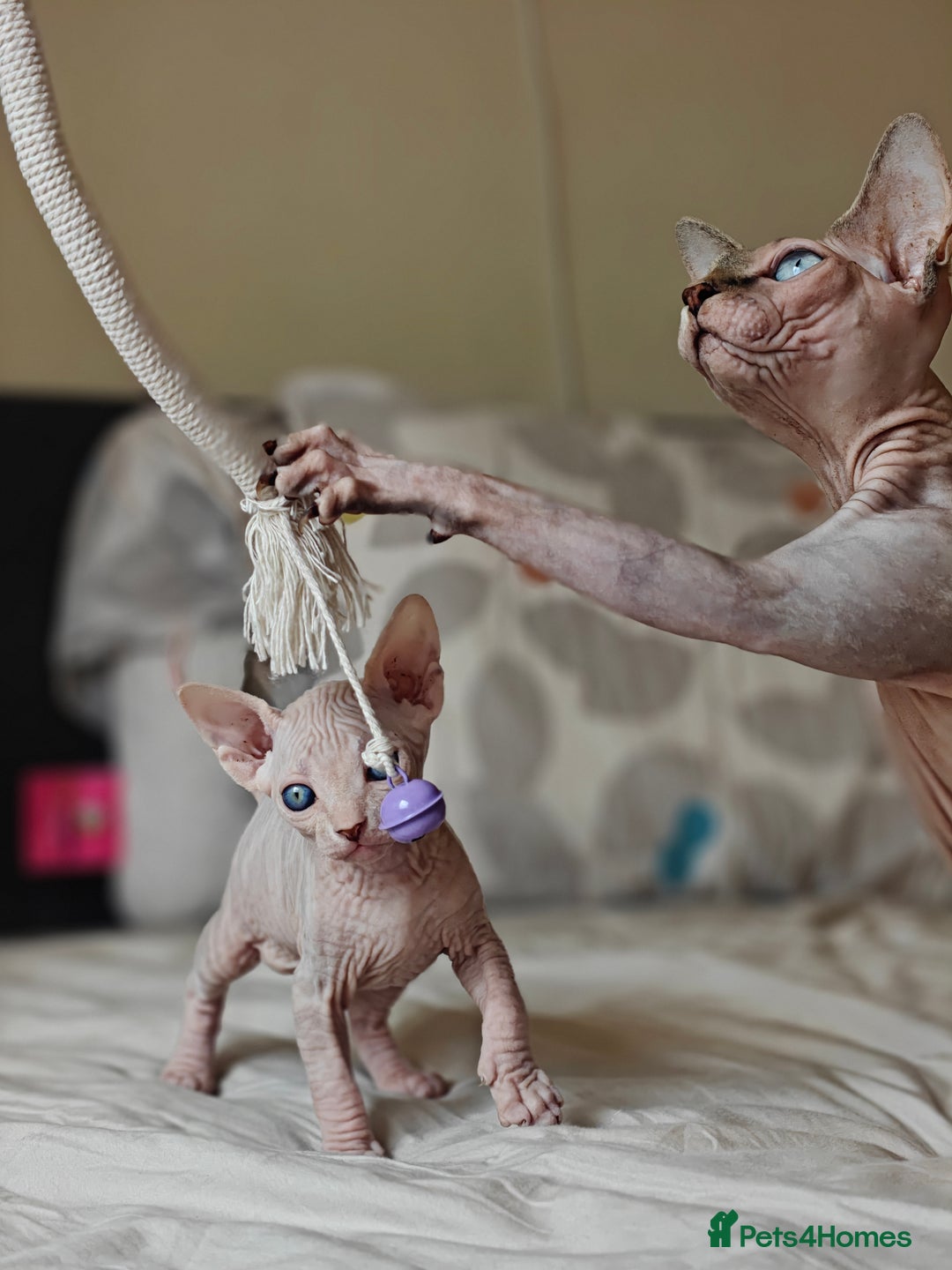 Sphynx cats for sale: Pedigree Sphynx Kitten in Bedford - Image 13