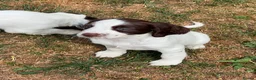 English Springer Spaniel dogs for sale: HEALTH TESTED QUALITY ENGLISH SPRINGER SPANIELS  - Advert 19