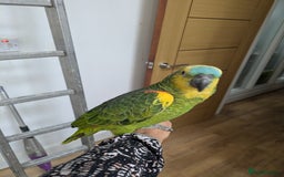 Parrots birds for sale: 2 girls 2 boys silly tamed blue fronted Amazons - Image 6