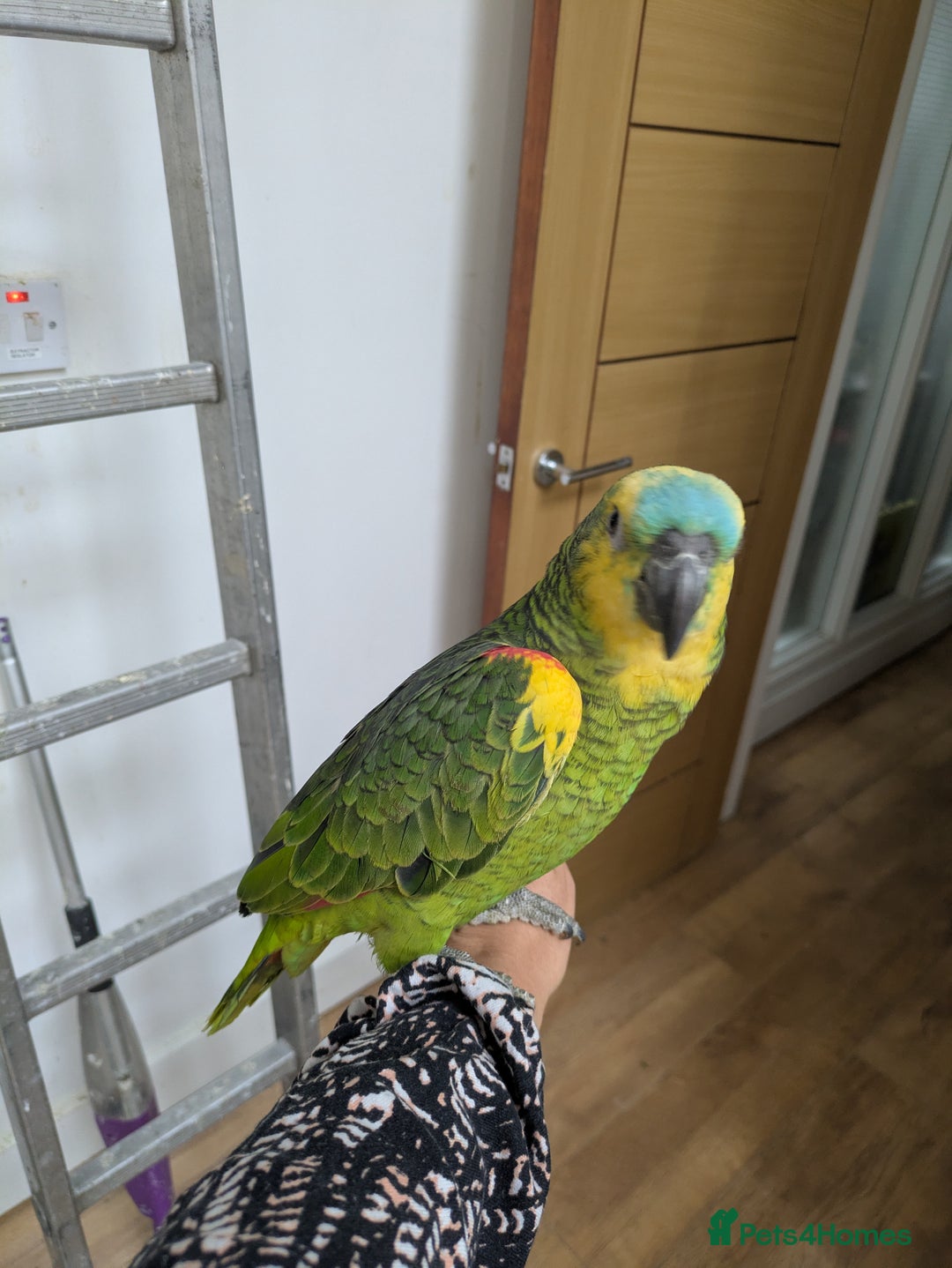 Parrots birds for sale: 2 girls 2 boys silly tamed blue fronted Amazons - Image 6