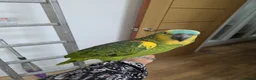 Parrots birds for sale: 2 girls 2 boys silly tamed blue fronted Amazons - Advert 6
