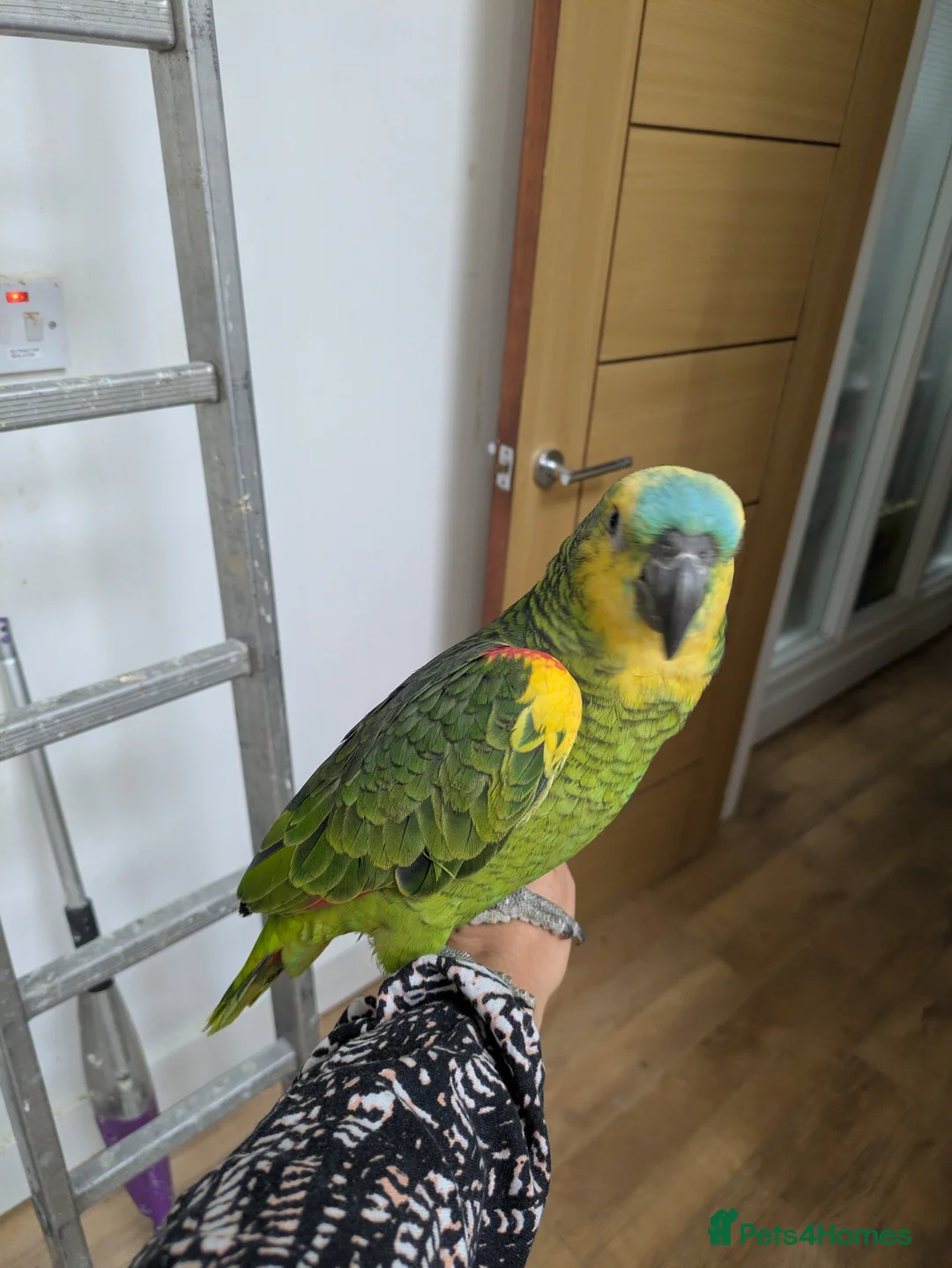 Parrots birds for sale: 2 girls 2 boys silly tamed blue fronted Amazons - Advert 6