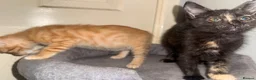 Mixed Breed cats for sale: 3 baby’s ready for there forever homes  in Maidenhead - Advert 18