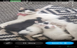 Mixed Breed cats for sale: Two lovely kittens  - Image 1