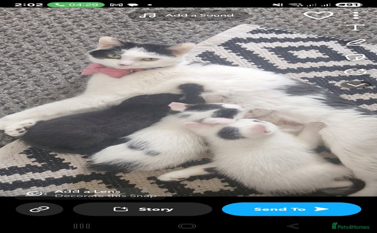 Mixed Breed cats - Advert 2