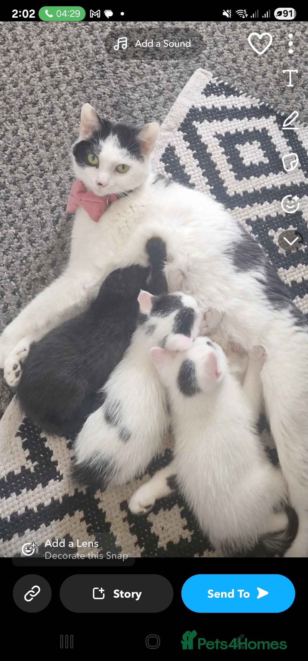 Mixed Breed cats for sale: Two lovely kittens  - Image 1