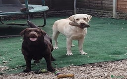 Labrador Retriever dogs for sale: KC registered chocolate puppies  - Image 9
