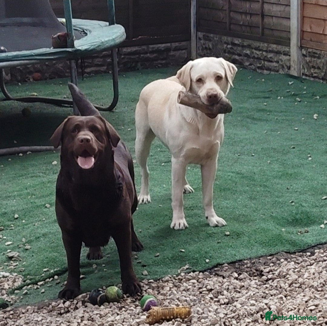 Labrador Retriever dogs for sale: KC registered chocolate puppies  - Image 9