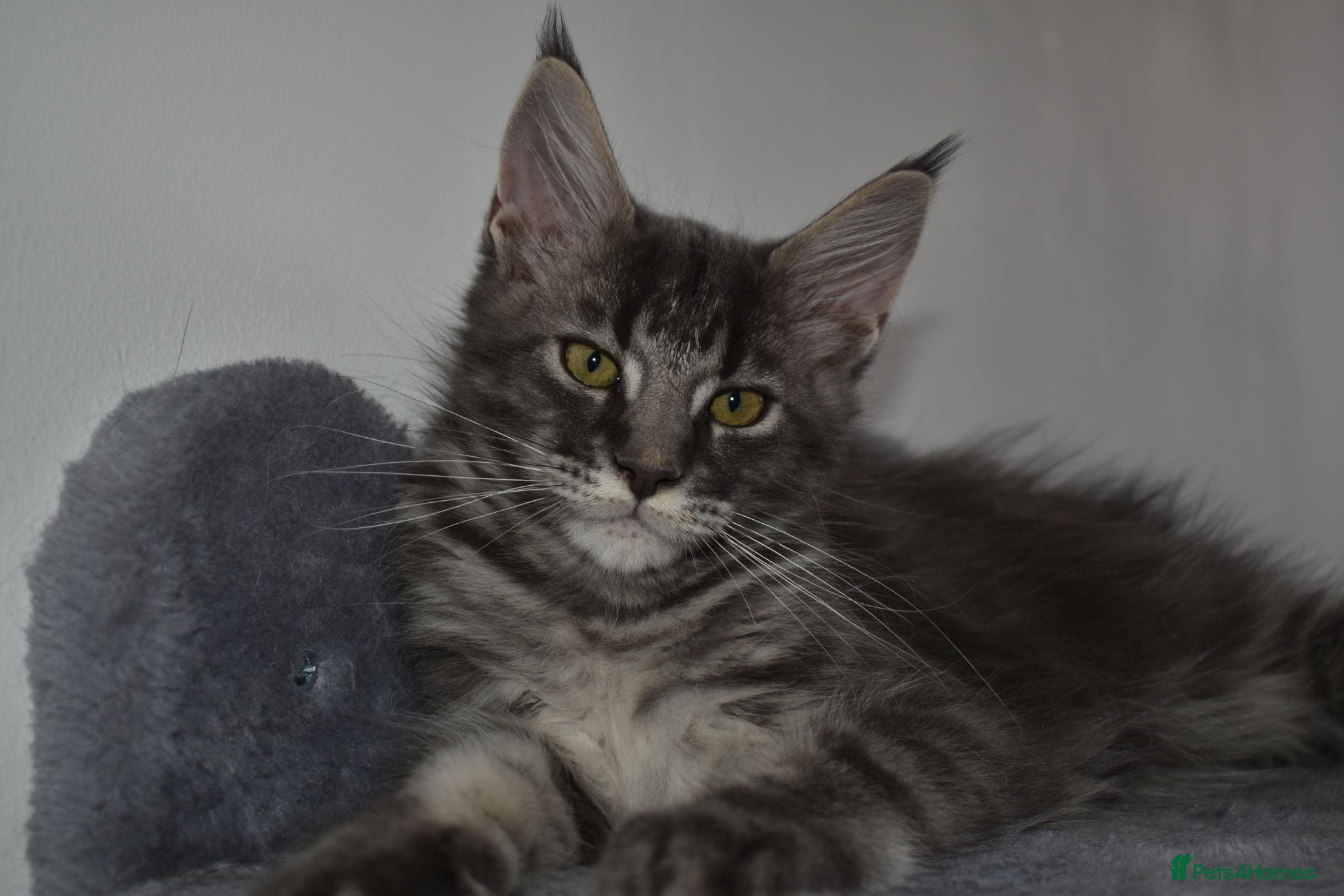 Maine Coon cats READY FOR COLLECTION  TICA registered kittens - Advert 16