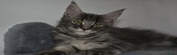 Maine Coon cats for sale: READY FOR COLLECTION  TICA registered kittens - Advert 4