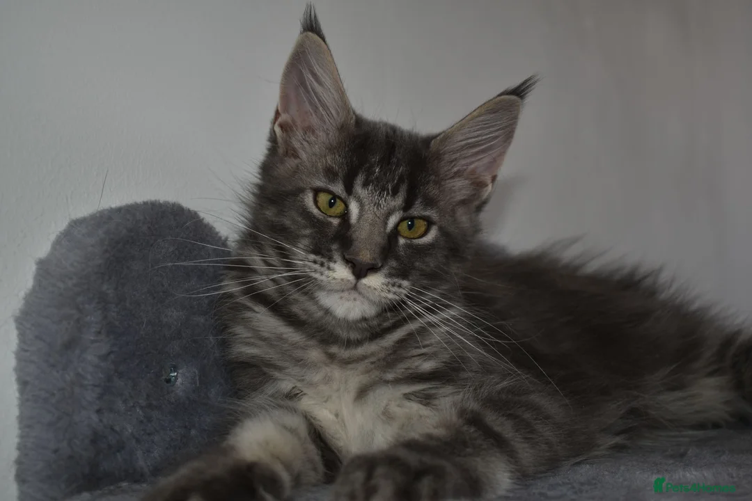 Maine Coon cats for sale: READY FOR COLLECTION  TICA registered kittens - Advert 2