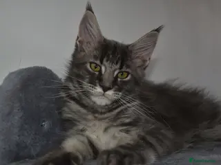 Maine Coon cats READY FOR COLLECTION TICA registered kittens - Advert 16
