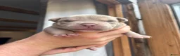 American Bully dogs for sale: Pocket bully  - Advert 7
