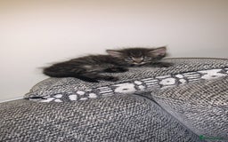 British Longhair cats for sale: Kittens for sale!! in Highbridge - Image 13