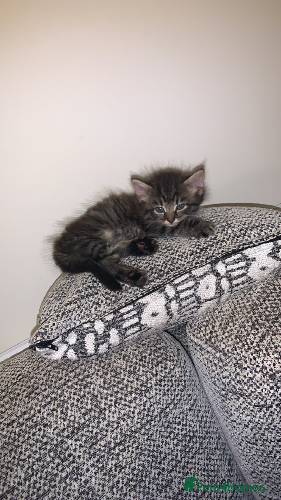 British Longhair cats for sale: Kittens for sale!! in Highbridge - Image 13