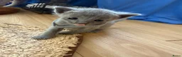 Russian Blue cats for sale: TICA REGISTERED Pure Breed Russian Blue Kittens - Advert 5
