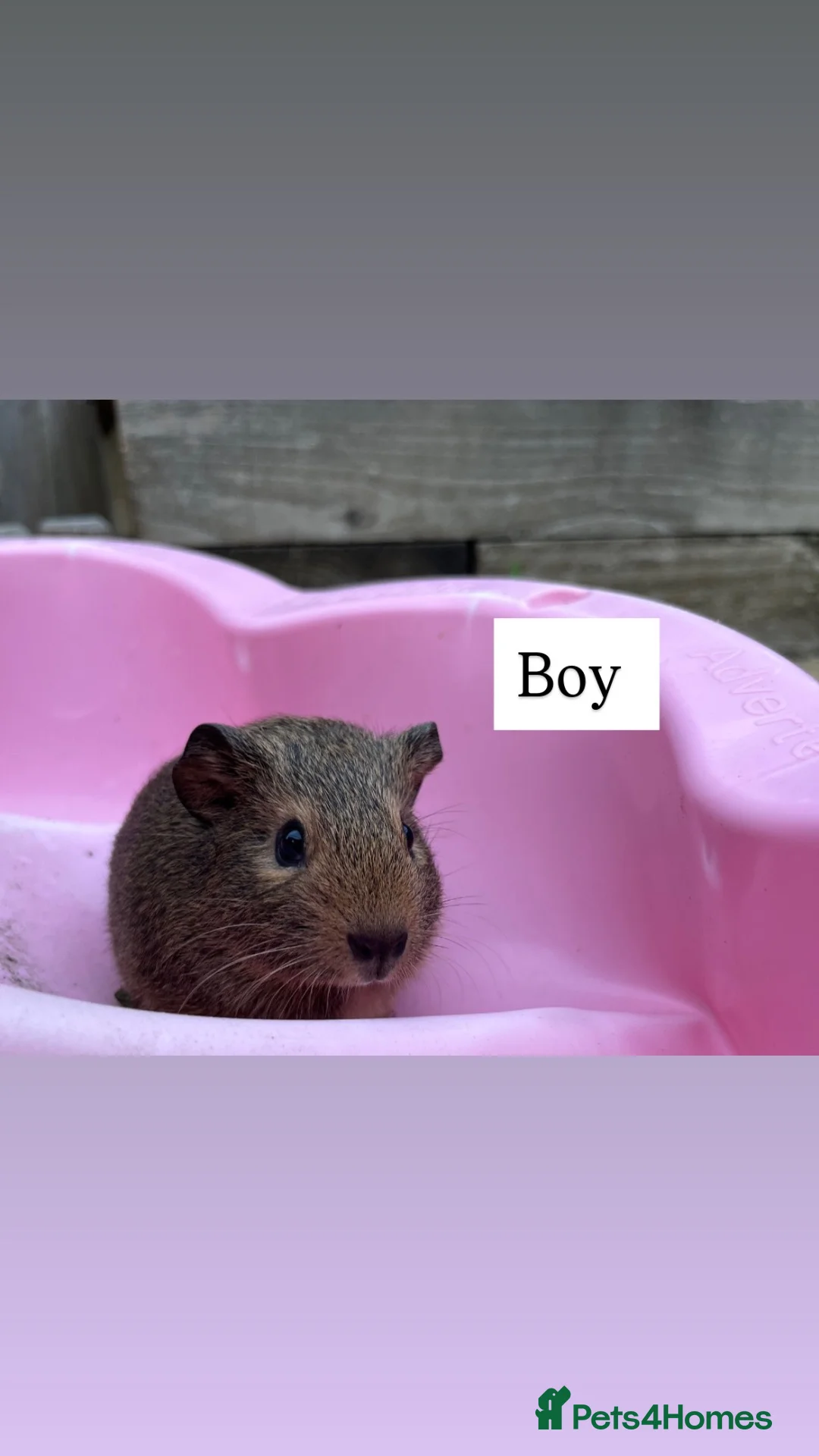 Guinea Pig rodents for sale: Mixed litter of guinea pigs and mum  in Colchester - Advert 5