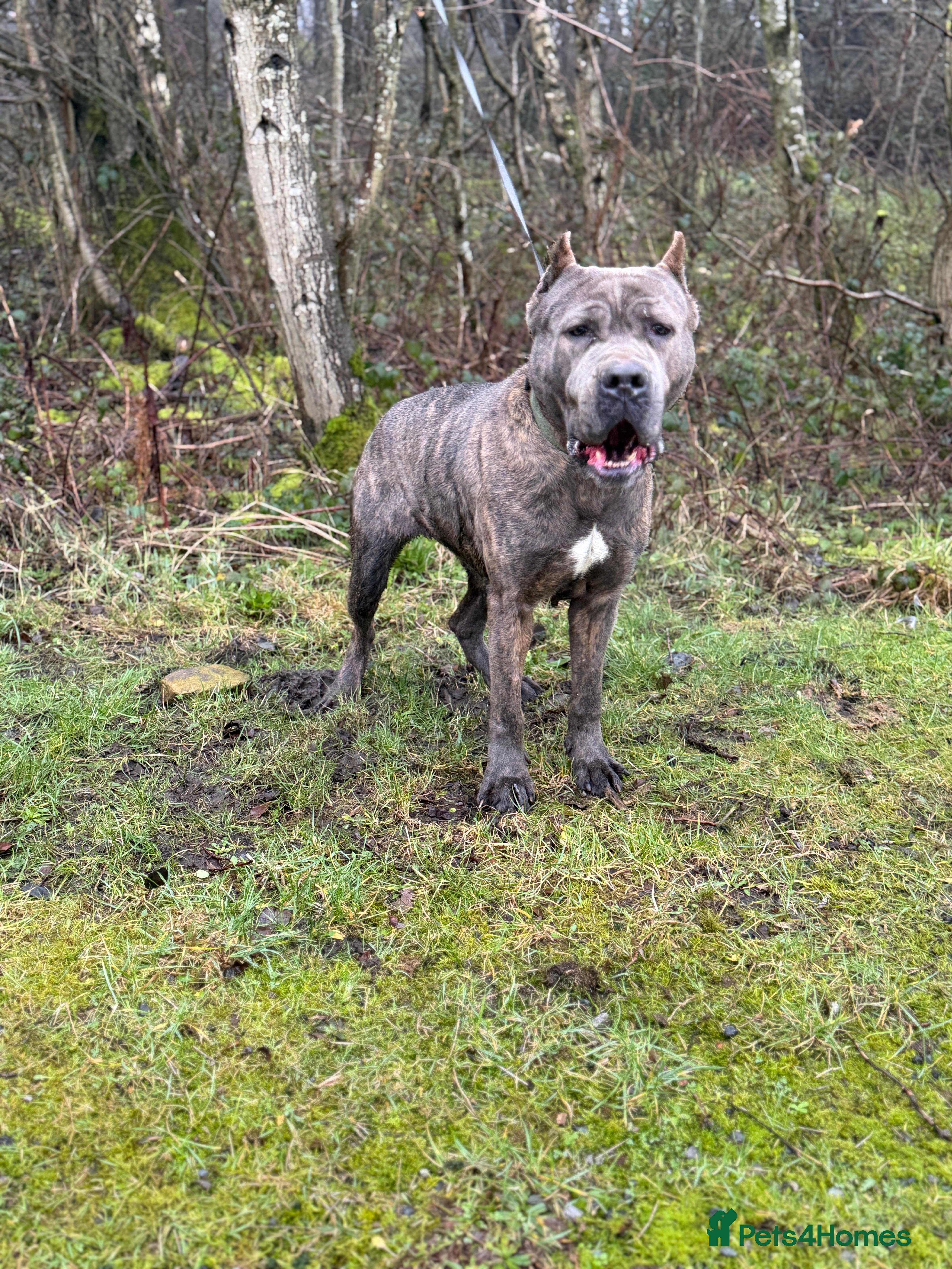 Bandog dogs Slovakian Mastiff - Advert 1