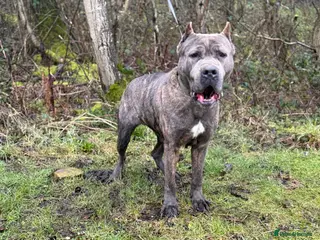 Bandog dogs Slovakian Mastiff - Advert 1