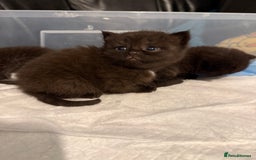 British Shorthair cats for sale: Stunning British Shorthair X Kittens  - Image 3