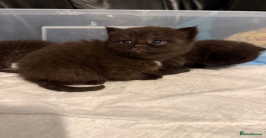 British Shorthair cats Stunning British Shorthair X Kittens  - Advert 8