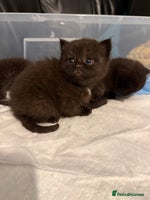 British Shorthair cats Stunning British Shorthair X Kittens - Advert 8